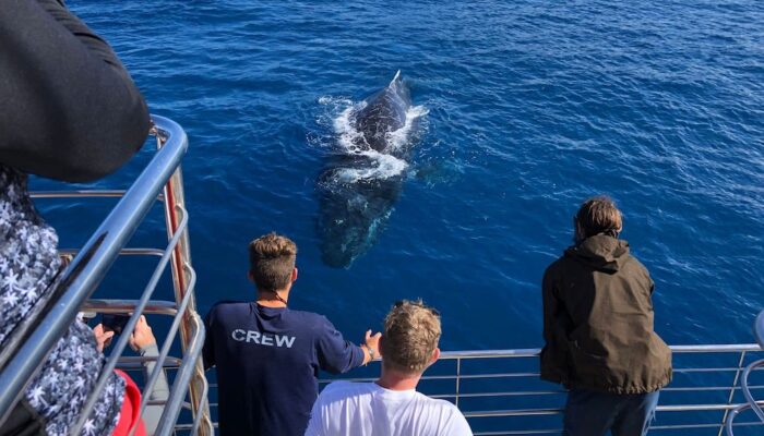 People Watching Whale | Blue Dolphin Kauai