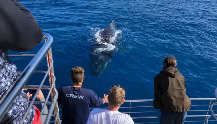 People watching whale | Blue Dolphin Kauai