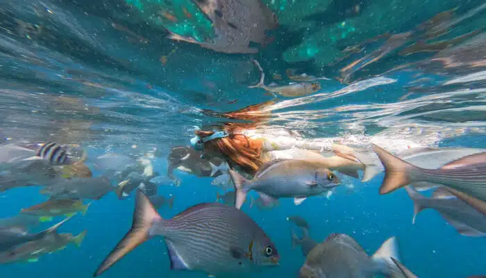 Snorkeling with fish | Blue Dolphin Kauai