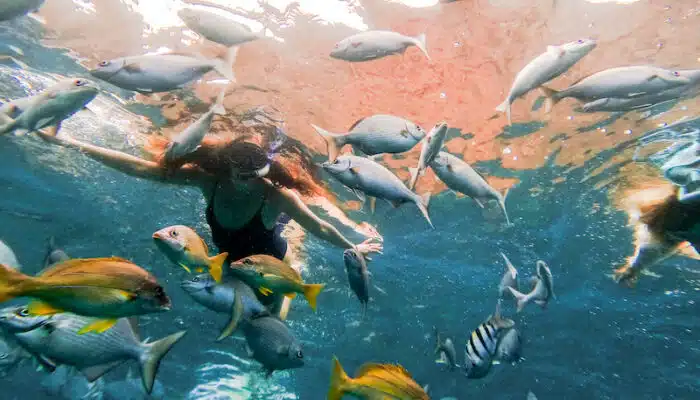 Snorkeling with fish | Blue Dolphin Kauai