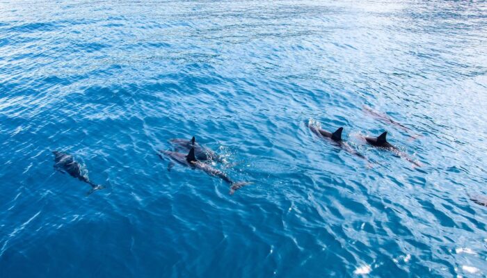 Dolphins | Blue Dolphin Kauai