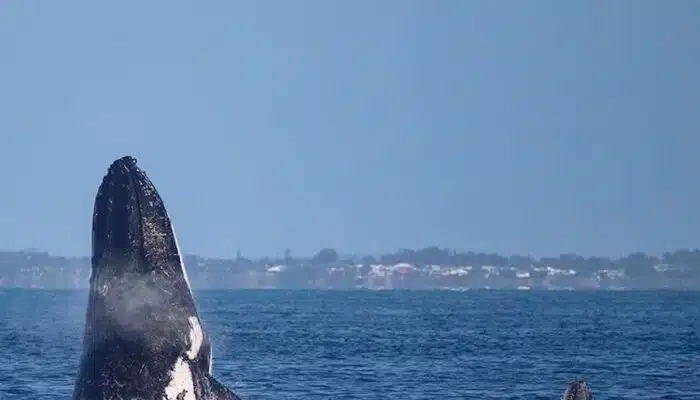 Whale breaching | Blue Dolphin Kauai