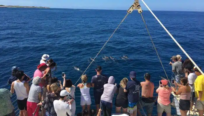 People watching dolphins | Blue Dolphin Kauai