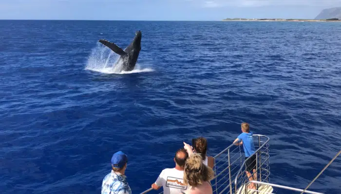 Boat passengers watching whale | Blue Dolphin Kauai