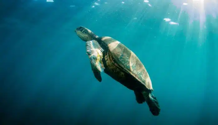 Turtle (Honu) | Blue Dolphin Kauai