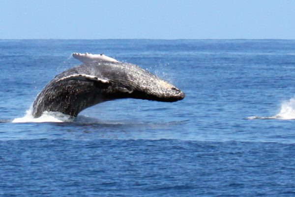 humpback-whale-kauai