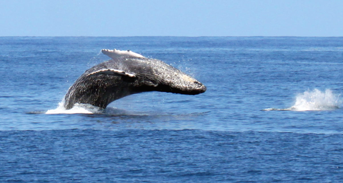 Kauai Whale Watching Blue Dolphin Charters