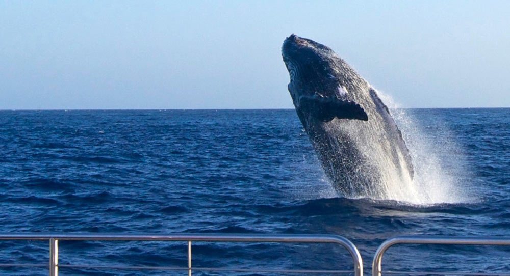 Whale watching in the Azores