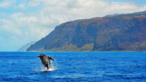 Kauai Whale Watching - Blue Dolphin Charters