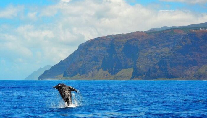 kauai whale watching tours north shore