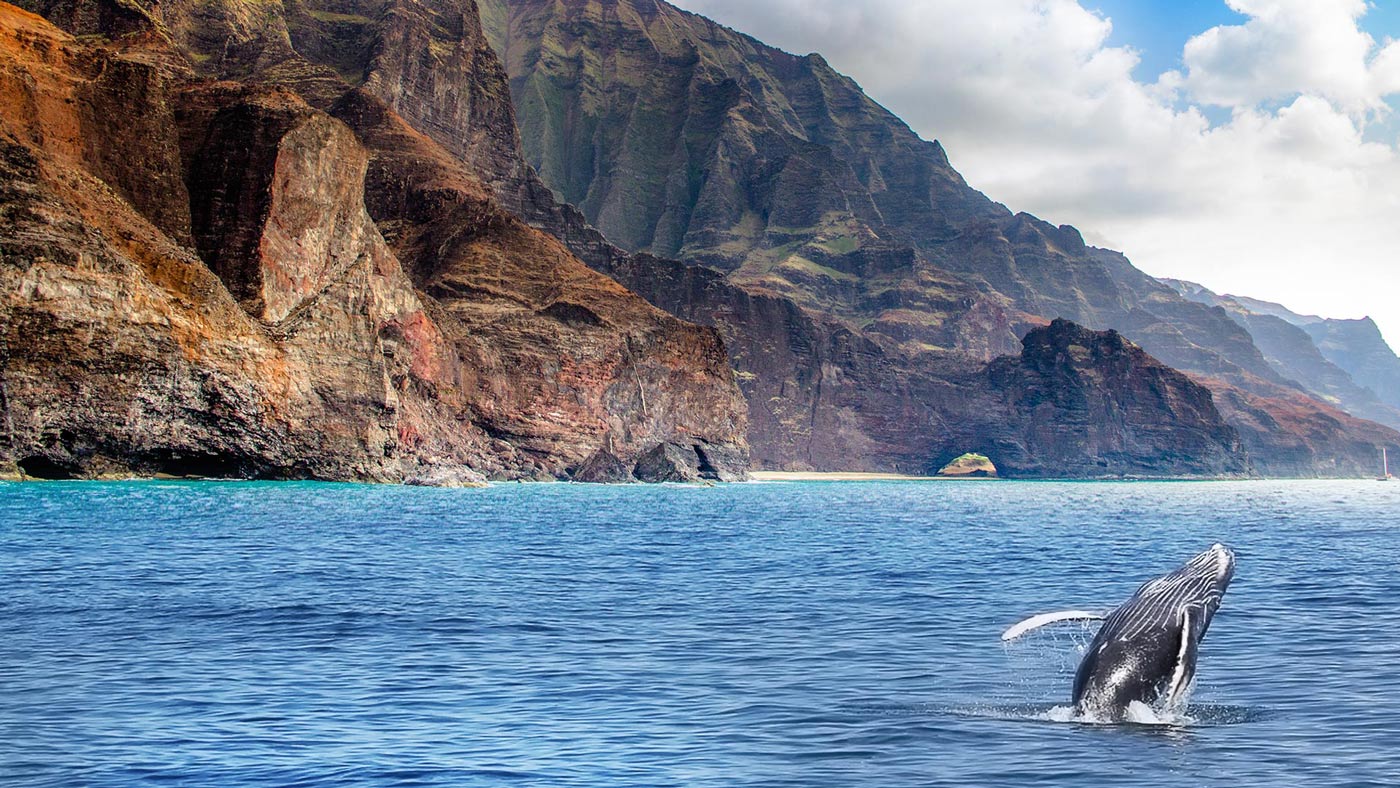 Kauai Whale Watching - Blue Dolphin Charters