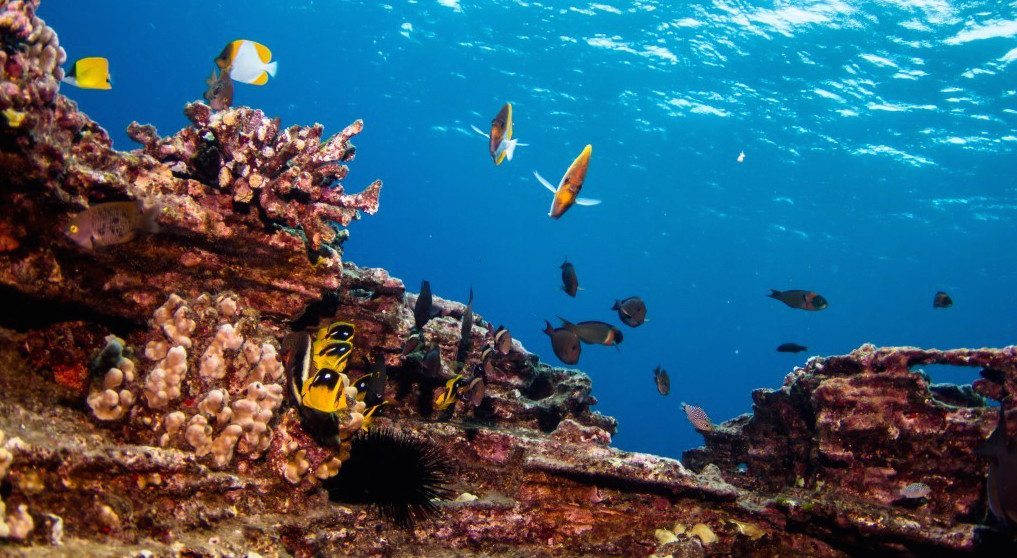 scuba-diving-kauai-fish