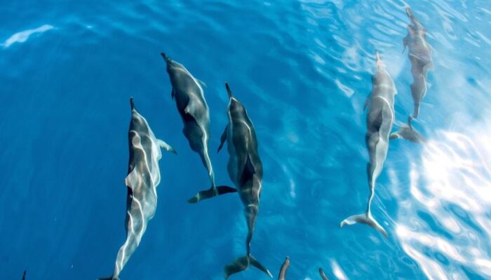Dolphins | Blue Dolphin Kauai
